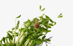 豆芽菜与小蜗牛素材