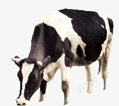 大草原动物奶牛效果素材