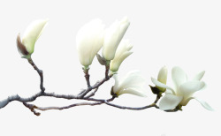 白色木兰花木兰花开高清图片