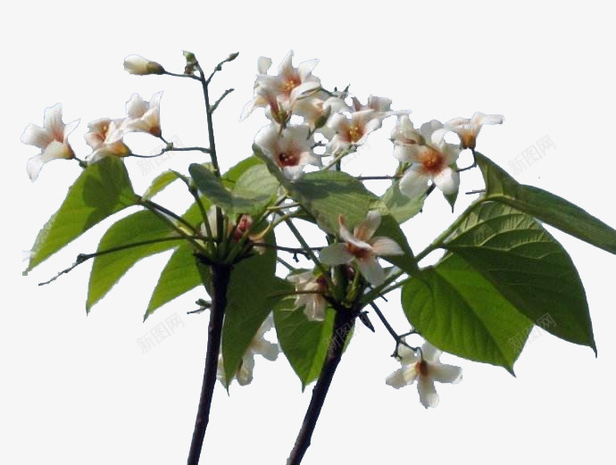 紫色桐花树叶png免抠素材_88icon https://88icon.com 免抠 图像 树枝 桐树 桐花树 植物 紫色 观赏 雨篷
