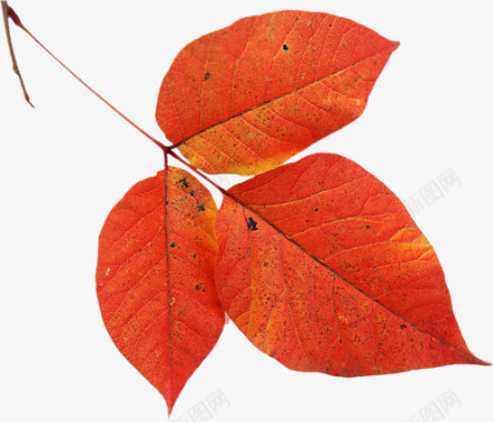 新品恵聚红色叶子秋冬新品上市图标图标