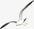 海鸥海鸟飞翔素材