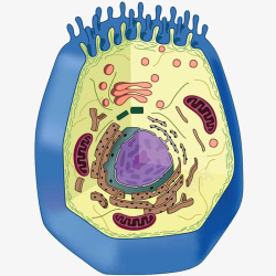 动物细胞截面图素材