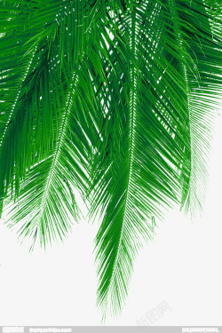 椰子树叶贴图清新椰子树叶高清图片