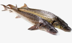 实物鲟鱼促销素材