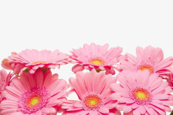粉色小菊花装饰素材
