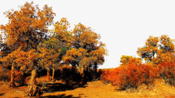 秋季自然景观胡杨林秋季摄影图高清图片