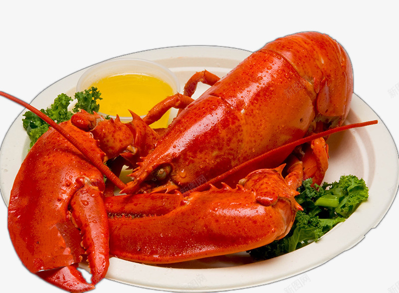 进口美味波士顿龙虾png免抠素材_88icon https://88icon.com 实物 波士顿龙虾 海鲜 美食 食品