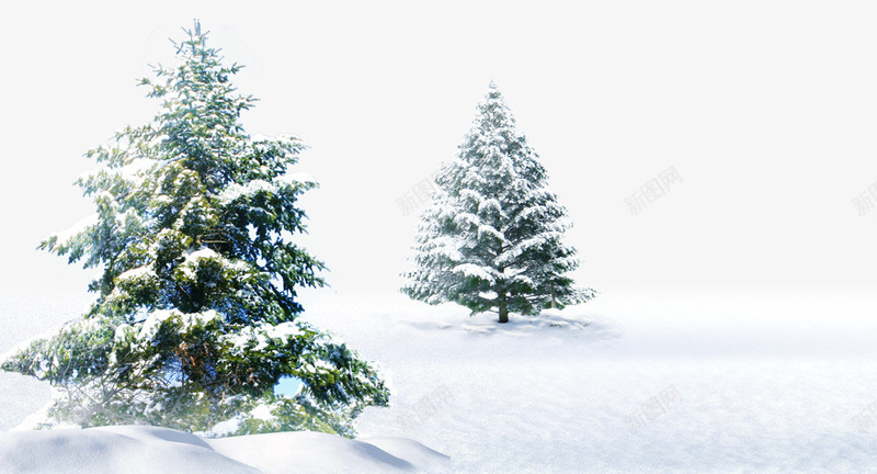 雪地上的雪松png免抠素材_88icon https://88icon.com 冬天 冬季 冬季素材 柏树素材 白色背景素材 雪地 雪花