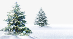 雪地上的绿树雪地上的雪松高清图片