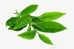 绿茶叶叶子绿茶叶安化黑茶高清图片
