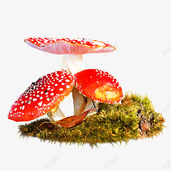 红色蘑菇图案png免抠素材_88icon https://88icon.com 图案 杂草 红色蘑菇 草丛 黄色