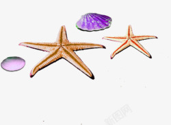 两个海星两个紫色贝壳素材
