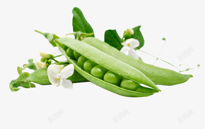 豌豆豌豆花豆类蔬菜png免抠素材_88icon https://88icon.com 爱心蔬菜 菜类图片 蔬菜 豆类 豌豆