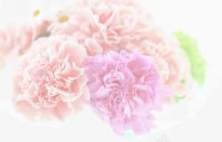 粉色淡雅唯美花朵素材