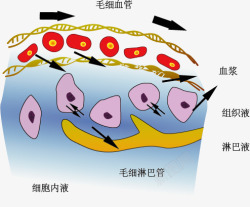 血液组成示意图素材