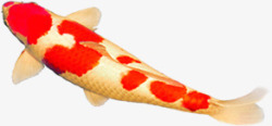 红花鲤鱼中秋装饰素材