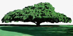 枝繁叶茂的绿色大树素材