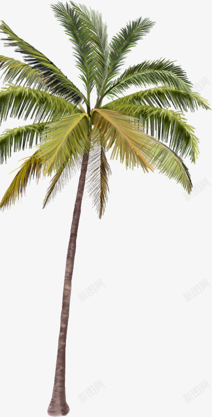 摄影风景区的棕榈树png免抠素材_88icon https://88icon.com 摄影 棕榈树 风景区