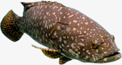 海洋鱼类深海鱼斑点身子素材