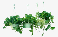 绿色花叶藤本植物吊篮高清图片