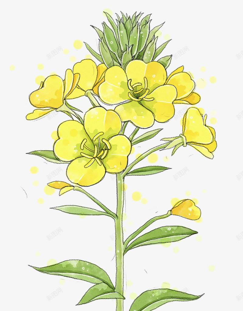 油菜花绘画png免抠素材_88icon https://88icon.com 叶子 植物 水彩画 油菜插画 油菜花绘画 花 香菇油菜