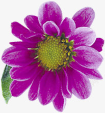 手绘紫色春季花朵素材