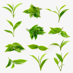 嫩绿茶叶嫩绿新鲜天然茶叶高清图片