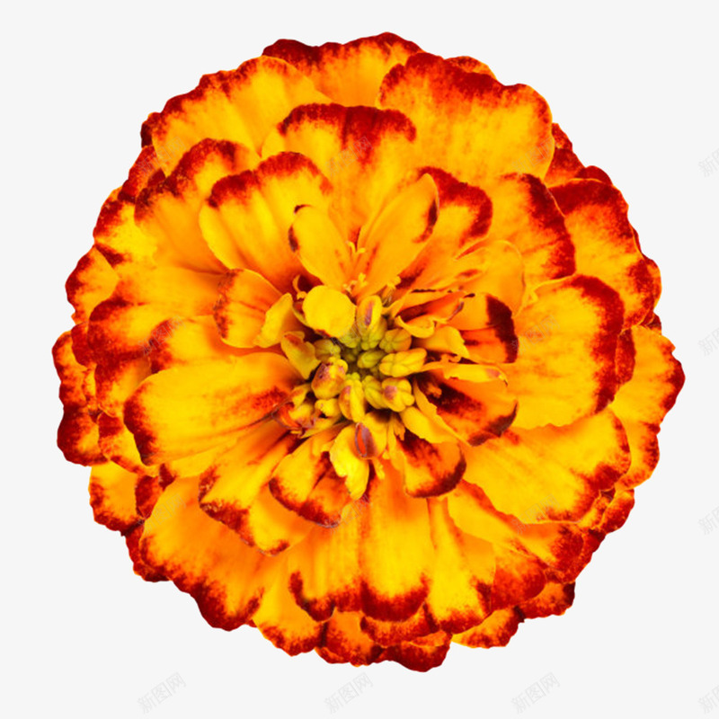 橙色有观赏性发红边的一朵大花实png免抠素材_88icon https://88icon.com 一朵大花 大红花 橙色有观赏性发红边的一朵大花实物免费下载 盛开 种类 花冠 花卉 花托 花芯 花萼 观赏 香味