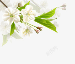 白色的树梨花矢量图高清图片