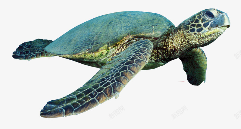 绿色的海龟png免抠素材_88icon https://88icon.com 国家保护动物 年迈风格 海洋生物 海洋生物素材 海龟 绿色