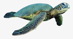 保护海洋生物绿色的海龟高清图片