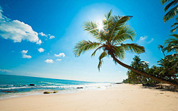 夏日椰树创意海滩素材