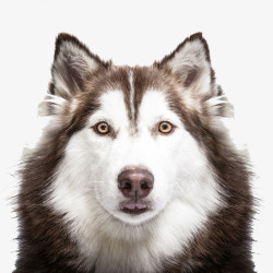 阿拉斯加雪橇犬看前方的狗高清图片