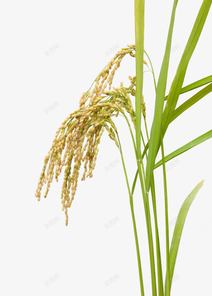 垂首的稻穗png免抠素材_88icon https://88icon.com 丰收 水稻 秋天 稻田 稻穗 金色 金色麦穗 黃色稻穗