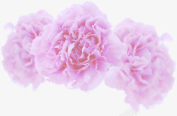 粉色唯美淡雅康乃馨花朵素材