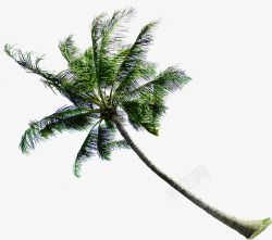 海南椰子树饮品主题素材