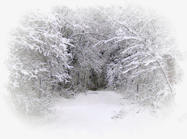 树上的雪png免抠素材_88icon https://88icon.com 冬天 冬季 树木 白色