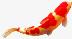 红斑锦鲤游动中秋素材