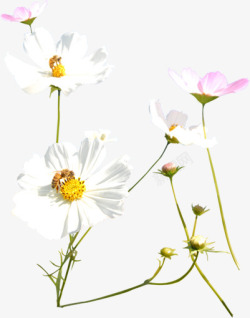白粉色春季清新小花装饰素材