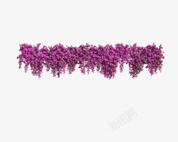 一排紫色花草垂吊植物素材