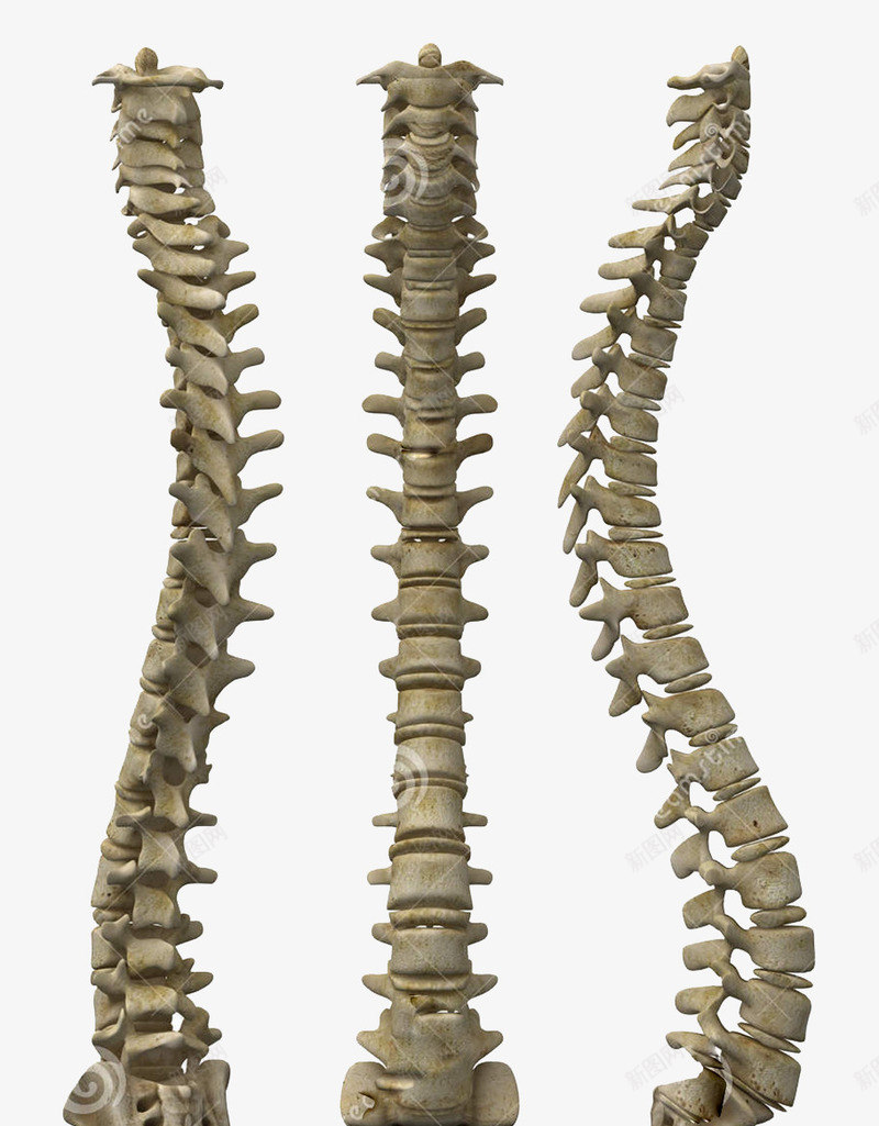 人体脊椎骨png免抠素材_88icon https://88icon.com 人体骨骼 人的骨头 脊椎 腰椎 骨头