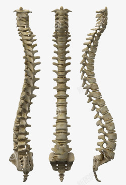 人的骨头人体脊椎骨高清图片
