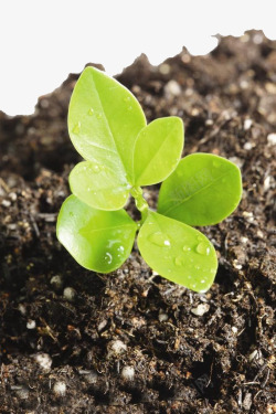 新生植物新生的嫩芽幼苗高清图片