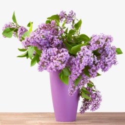 紫色唯美鲜花香味淡雅素材