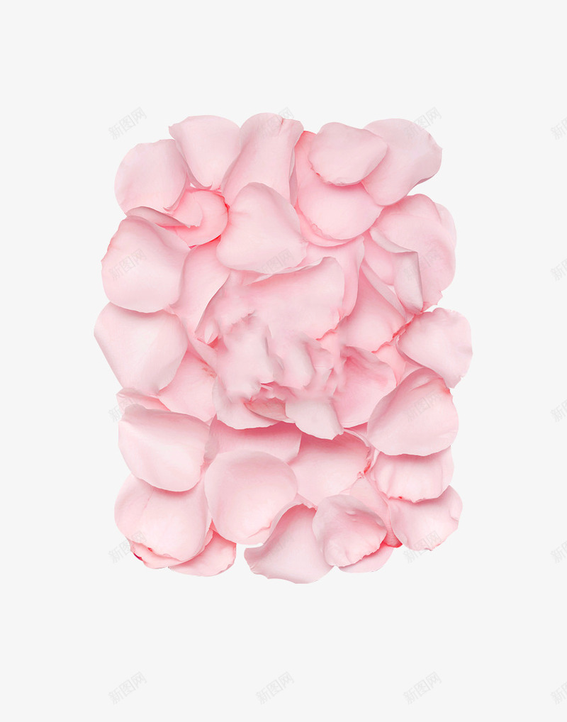 粉色玫瑰花瓣造型png免抠素材_88icon https://88icon.com 玫瑰 粉色 花瓣 造型