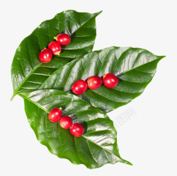 红色咖啡果在绿色叶子上素材