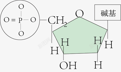 脱氧核苷酸png免抠素材_88icon https://88icon.com 手绘 生物教学 示意图 细胞结构 脱氧核苷酸