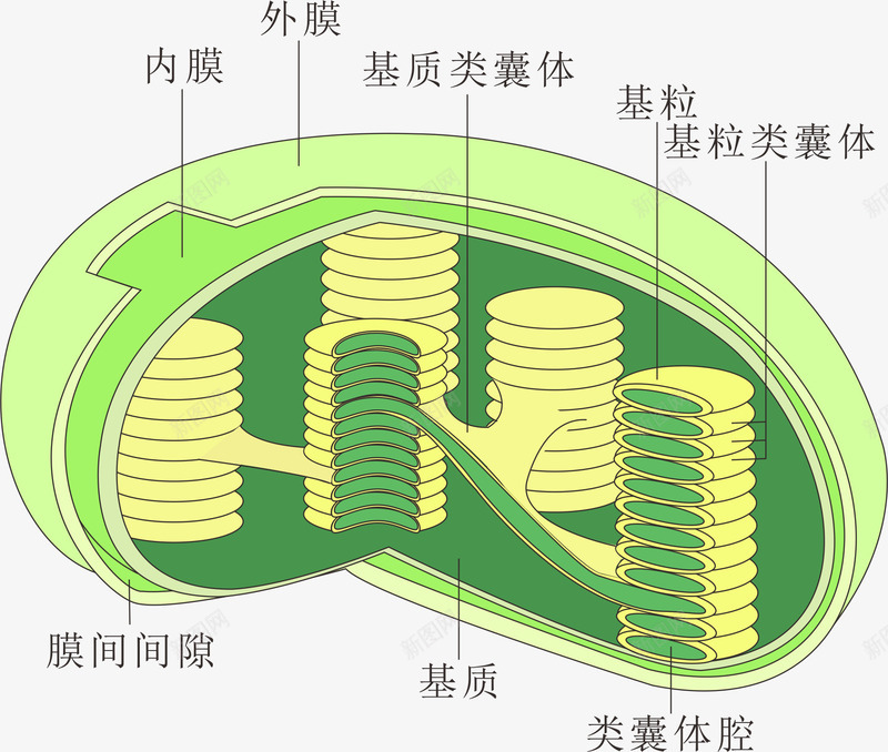 植物叶绿素png免抠素材_88icon https://88icon.com 叶绿素 手绘 植物 生物 研究 绿色