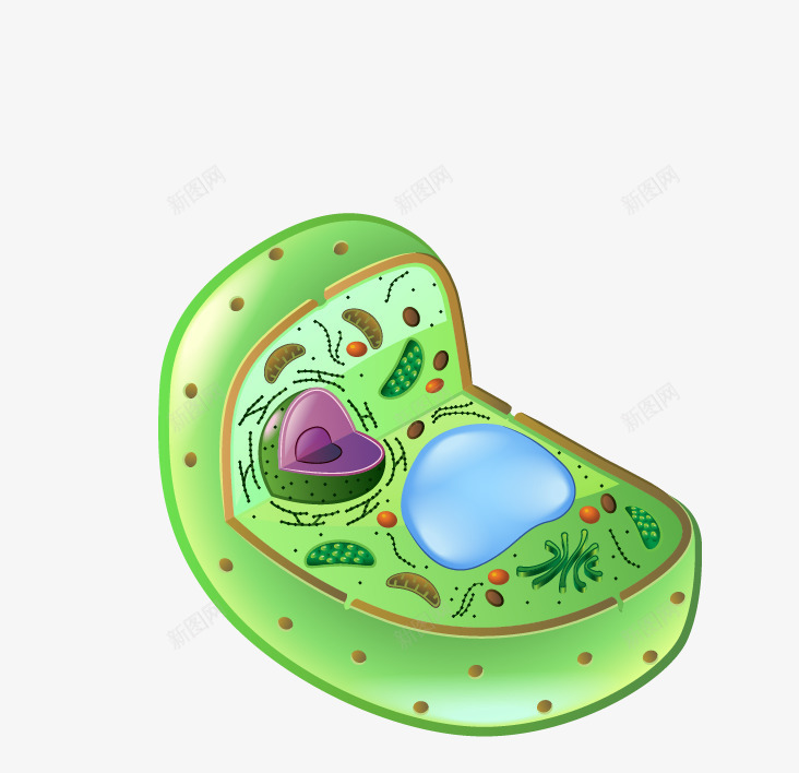 生物细胞图案png免抠素材_88icon https://88icon.com 卡通 手绘 生物 矢量细胞 细胞 绿色